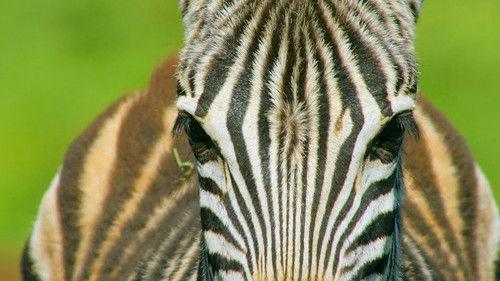 Africa's Wild Year Season 1 Episode 2 - Summer