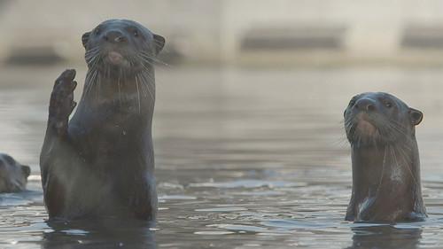 Wild City Season 1 Episode 1 - Urban Wild