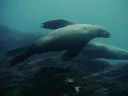 Skippy the Bush Kangaroo Season 1 Episode 3 - The Golden Reef