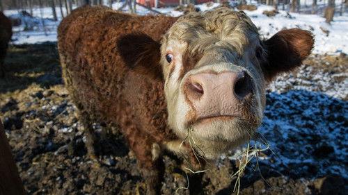 The Incredible Dr. Pol Season 11 Episode 4 - Pol Side of the Moon