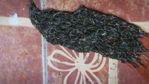 Strange Evidence Season 4 Episode 9 - Curse of the Alien Egg