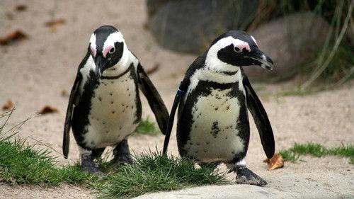 Nature Season 14 Episode 4 - The World of Penguins