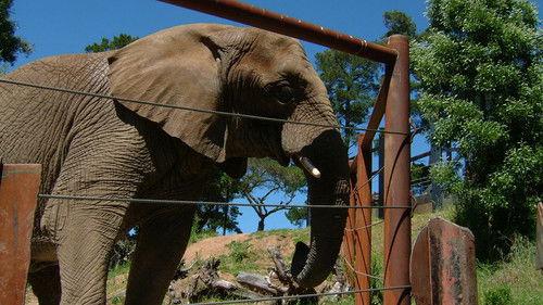 Nature Season 24 Episode 2 - Can Animals Predict Disaster?