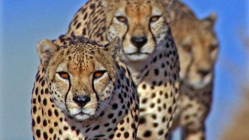 Life Season 1 Episode 7 - Hunters and Hunted