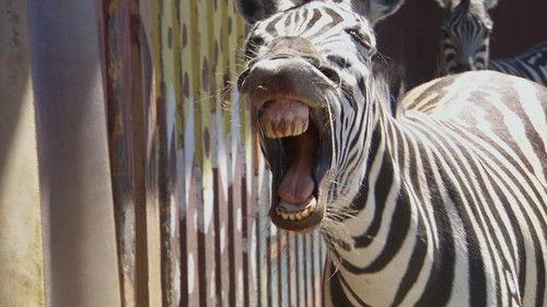 Dyrepasserne Season 8 Episode 8 - Episode 8