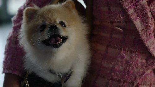 Wild Cards Season 2 Episode 9 - Barking Bad