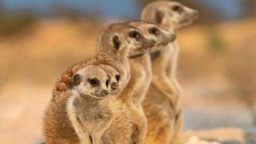 Meerkat Manor: Rise of the Dynasty Season 1 Episode 8 - Coming of Age