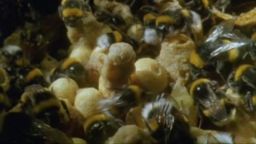 Life in the Undergrowth Season 1 Episode 5 - Supersocieties