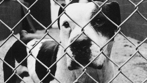 POV Season 4 Episode 11 - A Little Vicious