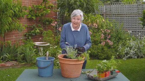 Gardening Australia Season 34 Episode 5 - Episode 5 Mango, Grass Tree, Herbs, Indoor Plant & Light