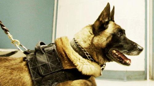 To Catch a Smuggler Season 2 Episode 14 - Mega Millions Meth Stash