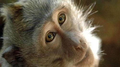 Superquark Season 28 Episode 5 - The world of monkeys