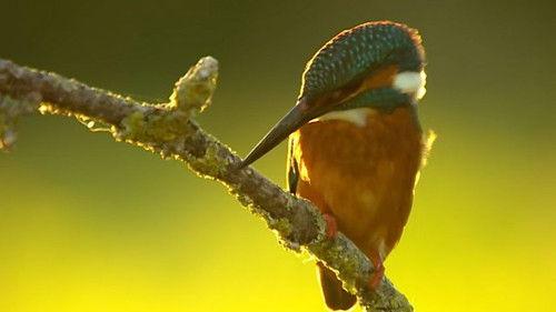 Countryfile Season 33 Episode 20 - Ellie's Home Patch