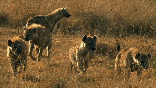 Animal Fight Night Season 4 Episode 5 - Power Struggles