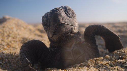 Our Planet Season 2 Episode 3 - Chapter 3: The Next Generation