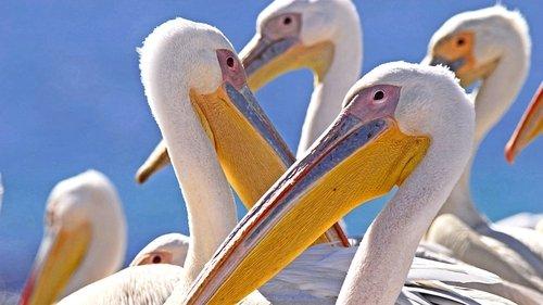 Life Season 1 Episode 5 - Birds