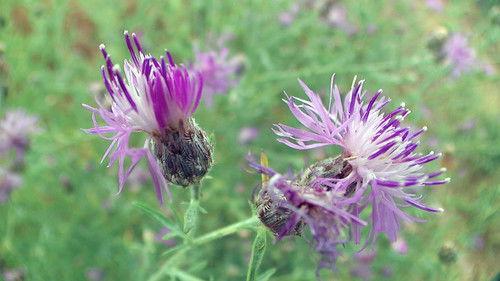 Nature Season 31 Episode 9 - What Plants Talk About