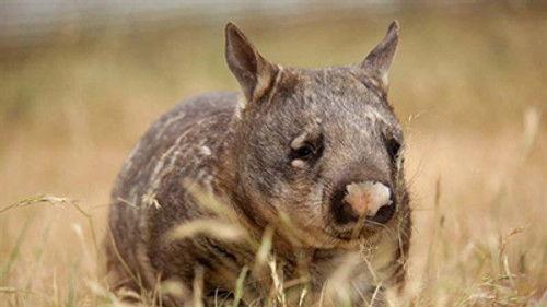 Wild Australia Season 1 Episode 3 - Realm of the Wombat