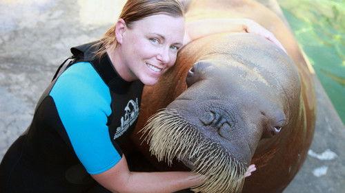 Natural World Season 33 Episode 8 - Walrus: Two Tonne Tusker