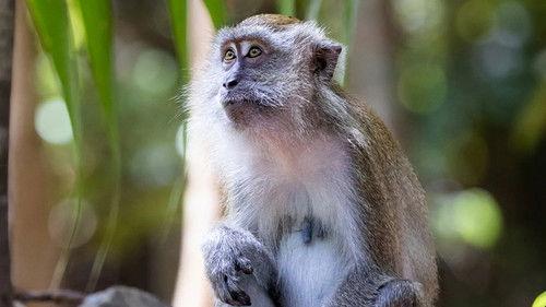 Macaque Island Season 1 Episode 3 - Clash Of The Alphas