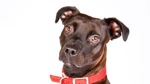 The Dog House Season 3 Episode 6 - Episode 6