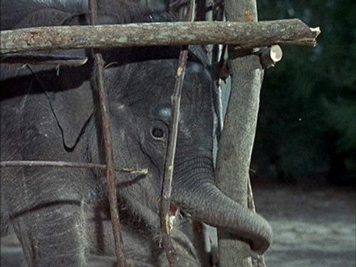 Flipper Season 1 Episode 24 - Flipper and the Elephant (1)