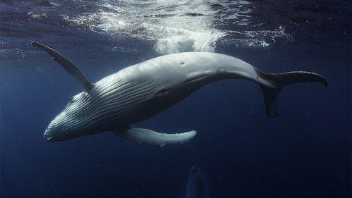 Australia's Ocean Odyssey: A journey down the East Australian Current Season 1 Episode 1 - The Tropics