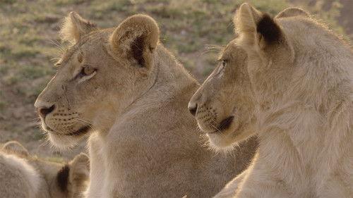 Africa's Hunters Season 2 Episode 1 - The Trials of Olimba