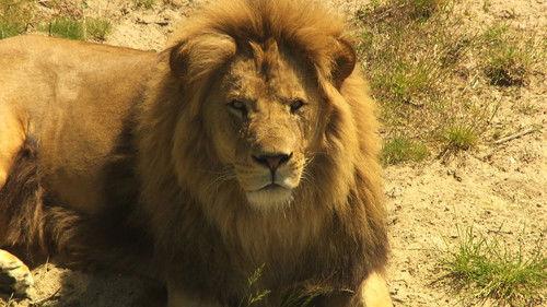 Dyrepasserne Season 3 Episode 14 - Episode 14