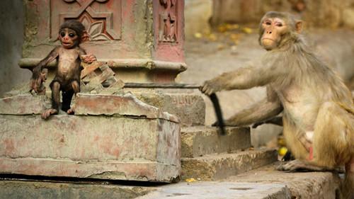 Nature Season 35 Episode 10 - Spy in the Wild: Bad Behavior