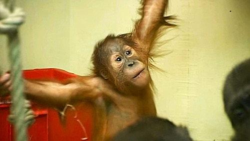 Monkey Business Season 9 Episode 2 - Episode 2