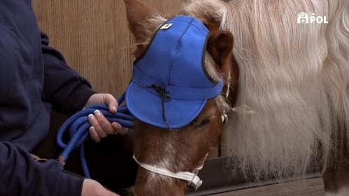 The Incredible Dr. Pol Season 21 Episode 9 - Litter-ally Puppies