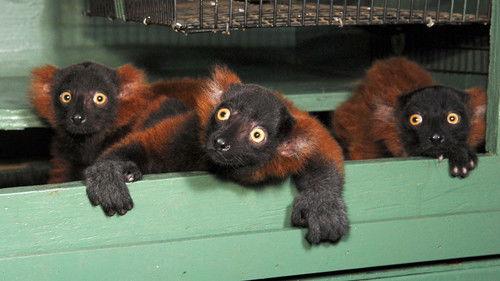 Nature Season 27 Episode 11 - The Loneliest Animals