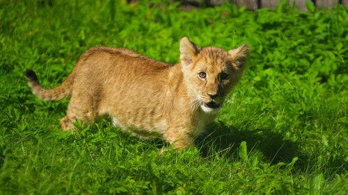 Dyrepasserne Season 14 Episode 7 - Vilt instinkt