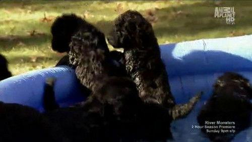 Too Cute Season 1 Episode 8 - Pool Puppies
