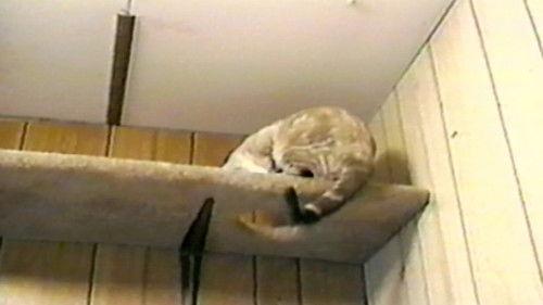 Funniest Pets & People Season 2 Episode 8 - Pawsome