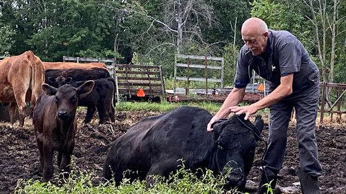 The Incredible Dr. Pol Season 19 Episode 3 - Here Comes Guinea Boo Boo