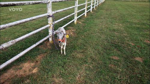 Shipping Wars Season 1 Episode 8 - Jennifer's Arch