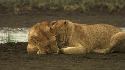 Africa's Predator Zones Season 1 Episode 3 - Open Ground