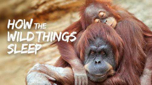 The Nature of Things Season 61 Episode 11 - How the Wild Things Sleep
