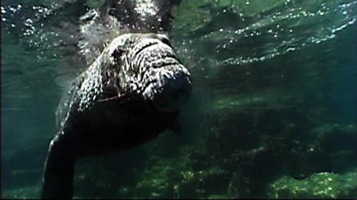 NOVA Season 36 Episode 7 - Ocean Animal Emergency