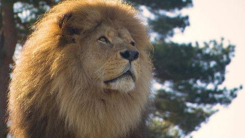 Dyrepasserne Season 8 Episode 7 - Episode 7