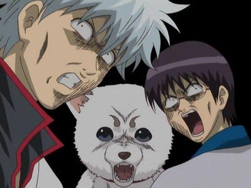 Gintama Season 2 Episode 24 - Think for a Minute Now, Do Matsutake Mushrooms Really Taste All that Good?