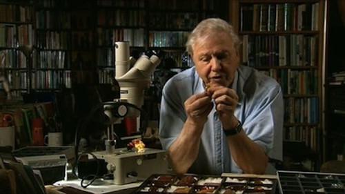 Natural World Season 22 Episode 13 - The Amber Time Machine
