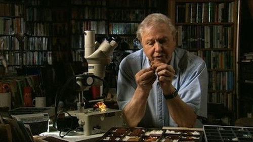 Natural World Season 22 Episode 13 - The Amber Time Machine