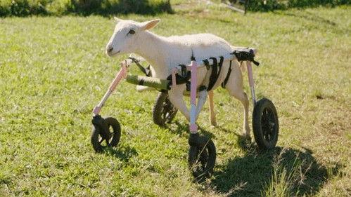 The Wizard of Paws Season 2 Episode 8 - Menina