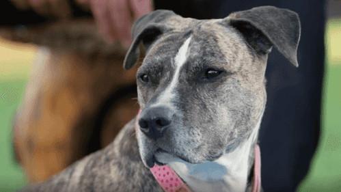 The Wizard of Paws Season 2 Episode 1 - Toto