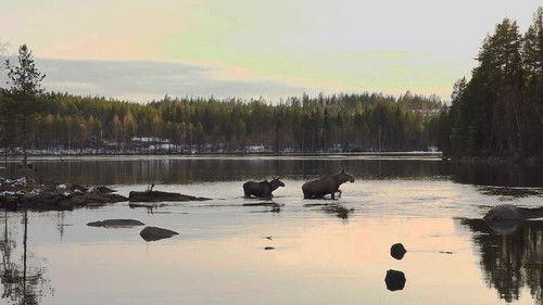 Den stora älgvandringen Season 1 Episode 19 - Slow tv day 19