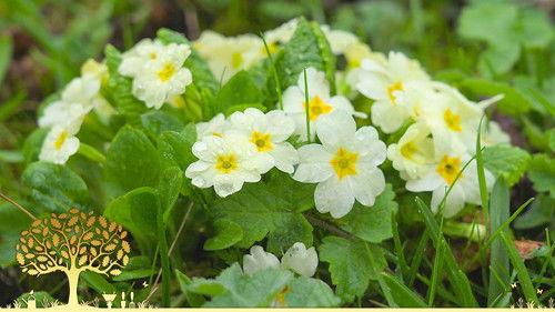 Gardeners' World Season 55 Episode 3 - Episode 3