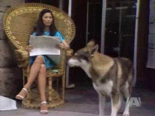 The Littlest Hobo Season 3 Episode 18 - Rex Badger P.I.